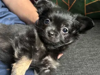 Pomeranian/chihuahua