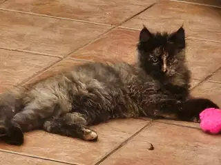 Maine coon killing uden stamtavle 