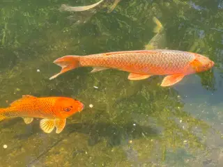 Smukke koikarper 