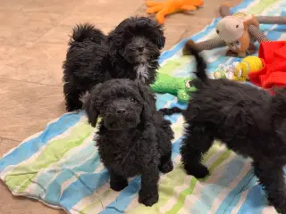 Mini Maltipoo babyer rejse klar nu !