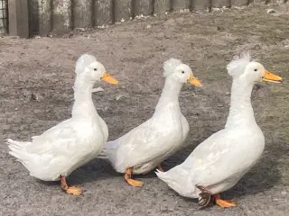 Kejserænder 