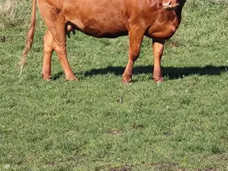 Limousine ko