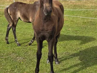 Stor velrejst hoppeføl