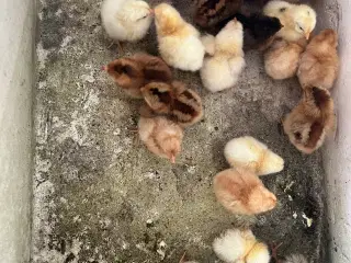Daggamle kyllinger - blandet race