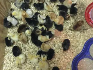 Daggamle kyllinger lys sussex og Bielefelder.