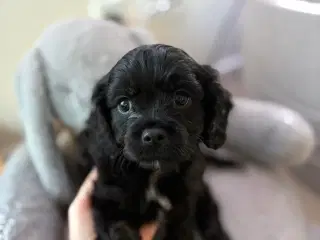 Cavapoo hvalpe