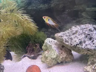 5 Sommerfuglecichlider