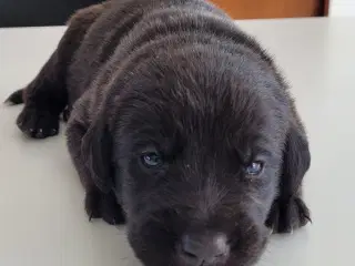 Søde Hundehvalp 