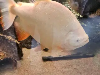 Albino pacu 25-30 cm