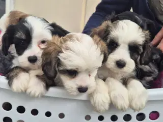 Hunde hvalpe
