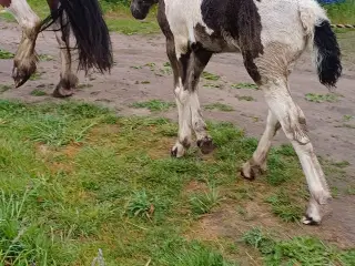 Smuk pige søger hjem