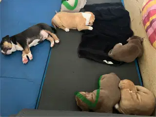 Dejlige American Bully XL hvalpe 