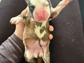 Boxer hvalpe 