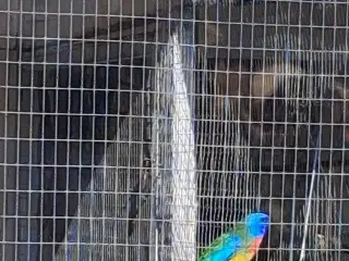 Splended græsparkit 