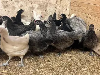 Blårandet Australorps kyllinger i stor