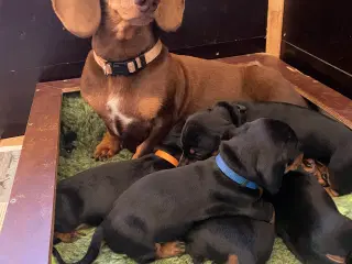 korthåret standard gravhundehvalpe