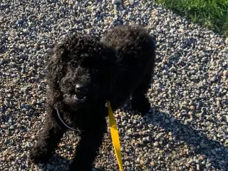 Ægte dværg / mellem puddel må rejse nu!