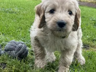 Cockapoo/cockerpoo/doodle