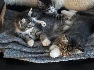 Kattekillinger