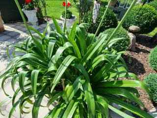 Afrikansk lilje (Agapanthus)