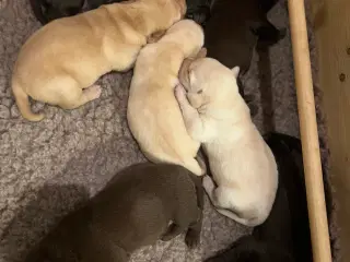 7 labrador hvalpe søger nye familier