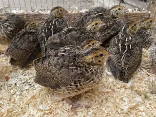 Varmefri vagtler fra KUN 45kr