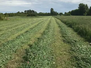 Græs på rod med lucerne og kløver 