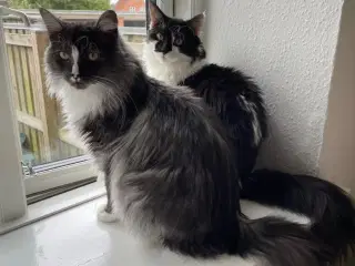 To skønne katte m. alt tilbehør søger nyt hjem