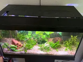 akvarie