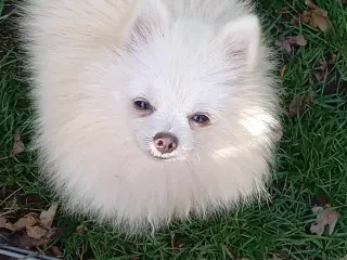 Smuk Pomeranian dreng