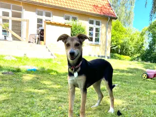 Søde Fluffy søger hjem ☺️
