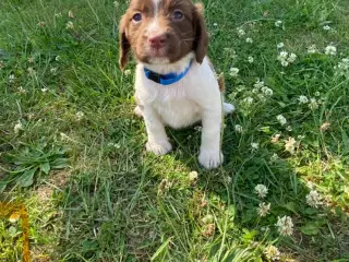 Tre super søde FT springer spaniel 
