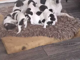 Dansk svensk gårdhund (hundehvalpe)