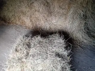 Enghø i småballer