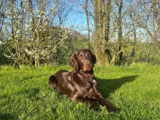 Flatcoated Retriever hvalpe 