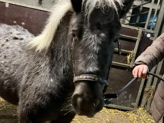 Skønne shetlænder krydsninger 