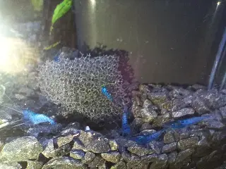 Blå neocaradina rejer