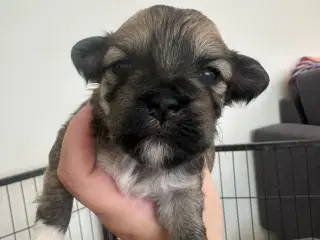 Lhasa apso - Chili