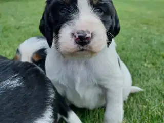Engelsk springer spaniel hvalpe