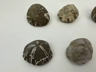 8 stk. forstenet søpindsvin (9)
