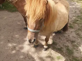 Shætlænder vallak 