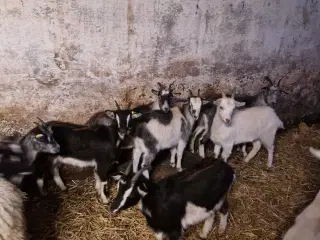 Landrace kastrater 