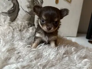 3 langhåret chihuahua tæver