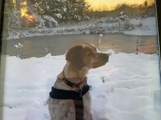 Blandingshvalpe Breton/labrador