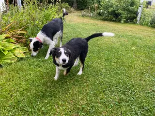 Border Collie hvalpe - stambogsførte