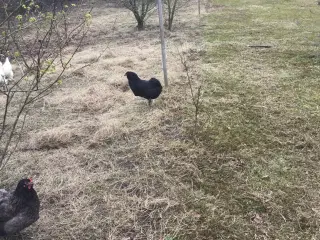 Araucana hønniker