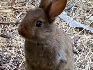 Kaninunger