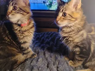 Maine Coon killing pige uden stamtavle 