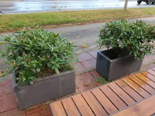 2 stk. krukker med planter