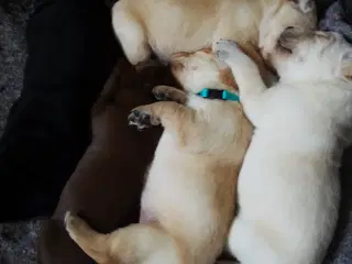 Labrador/ formel 1 